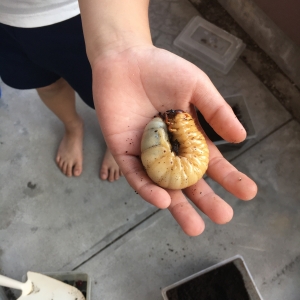 手の上にいる日本のカブトムシの幼虫