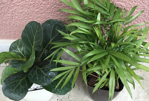 ２種類の観葉植物
