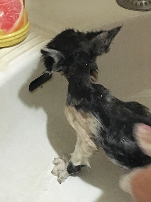 洗われる子猫2