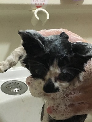 洗われる子猫1