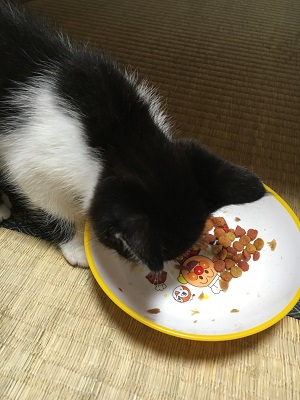 エサを食べる子猫