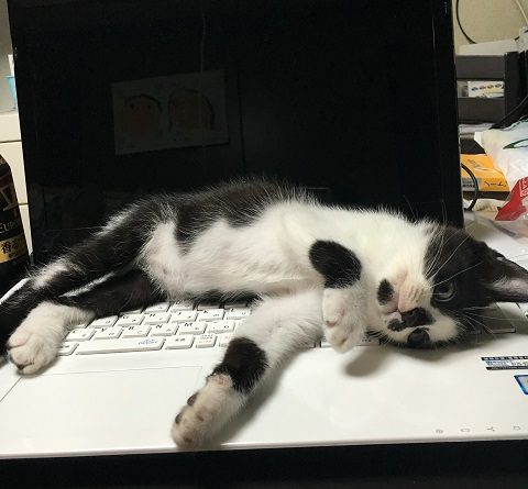 パソコンの上で寝そべるみーちゃん