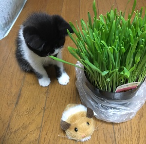 猫の草とハムスターのおもちゃ