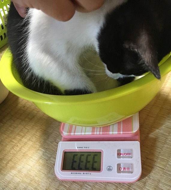 体重を測るみーちゃん