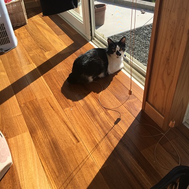 外を眺めながらのんびり日向ぼっこする猫のみーちゃん