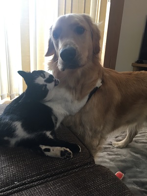 犬と猫2