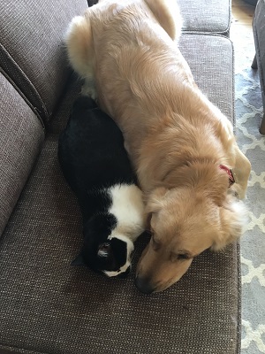 犬と猫1